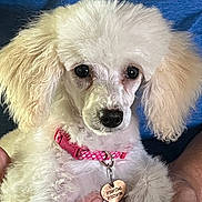 Zoey joined the competition — help win amazing prizes! animal, close_up, companion, curious, cute, dog, domestic, fluffy, hands, heart_shaped_tag, indoor, person_holding, pet, pink_collar, poodle, portrait, puppy, soft_fur, white_fur, young_dog