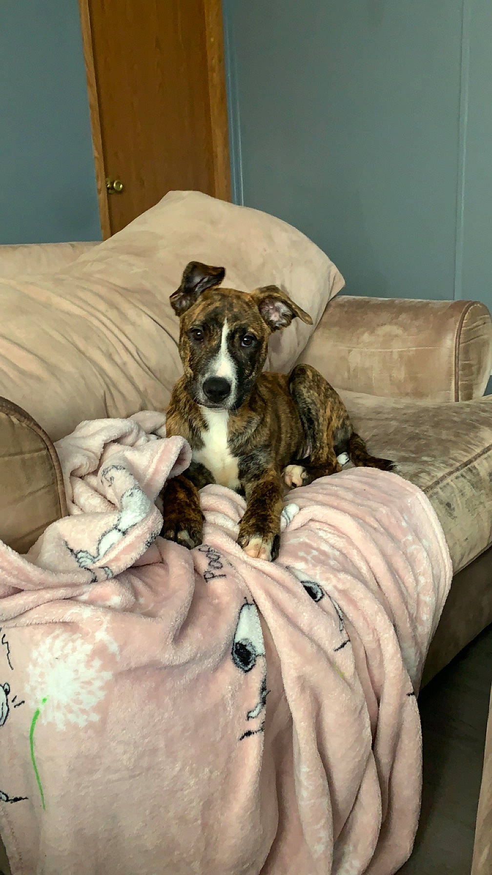 Ellie joined the competition — help win amazing prizes! bed, bed_sheet, bedding, bored, canidae, carnivore, comfort, companion_dog, couch, dog, dog_breed, duvet, fawn, fur, furniture, linens, room, snout, sporting_group, terrestrial_animal