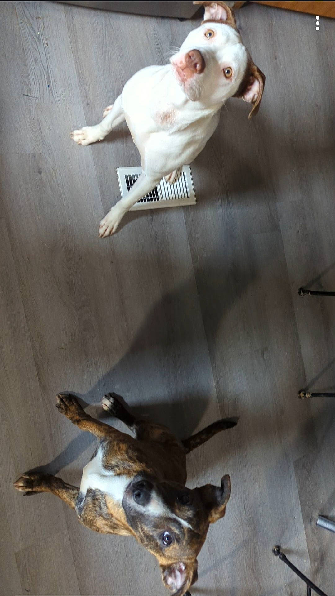 Ellie joined the competition — help win amazing prizes! art, balance, door, fawn, felidae, fur, grey, hardwood, illustration, metal, still_life_photography, tail, twig, visual_arts, whiskers, white, window, wing, wood