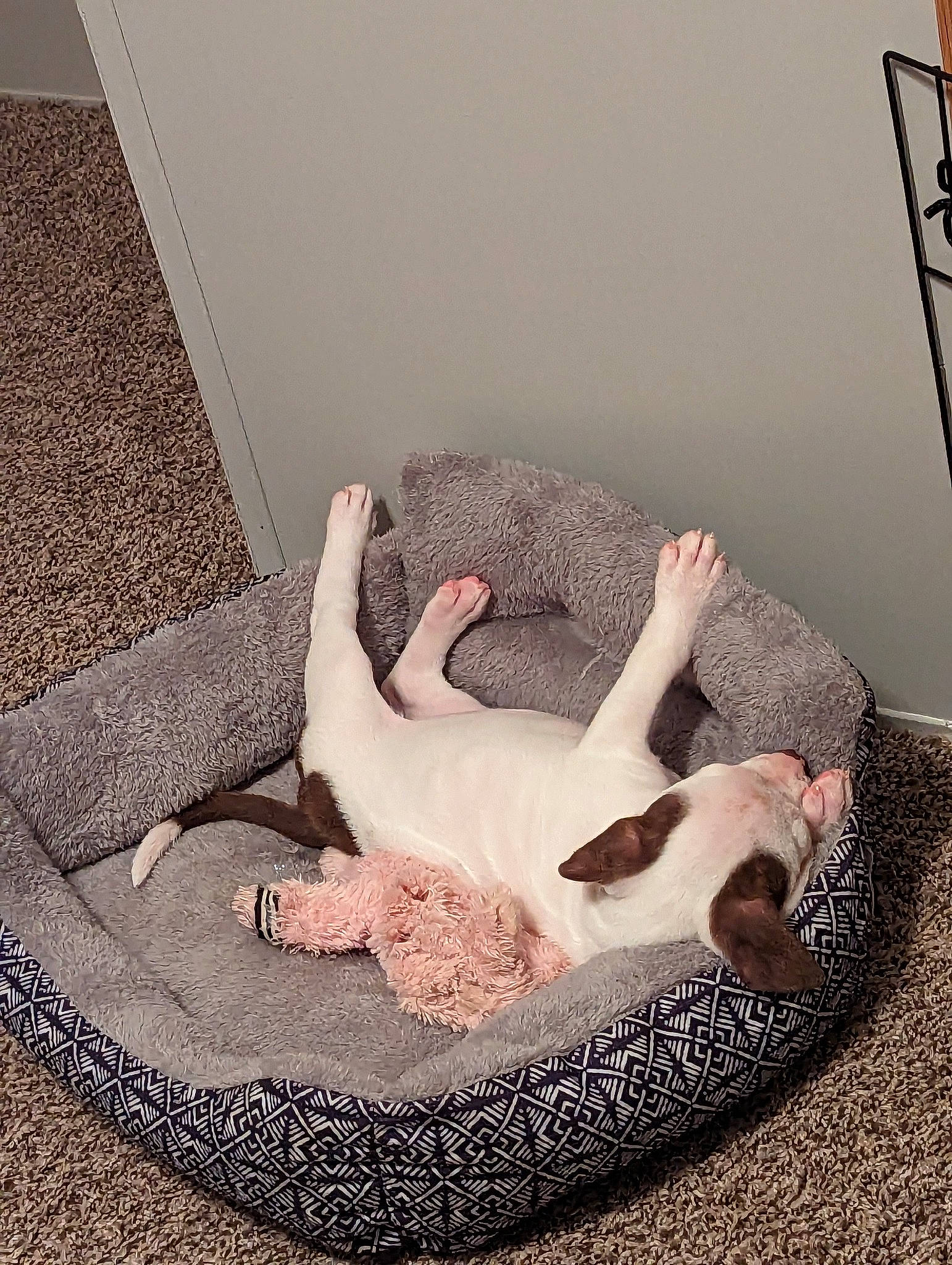 Ivory Marie joined the competition — help win amazing prizes! bed, bed_sheet, bedding, bedroom, carnivore, comfort, companion_dog, fawn, floor, flooring, foot, fur, hardwood, human_leg, leg, linens, paw, rectangle, tail, wood