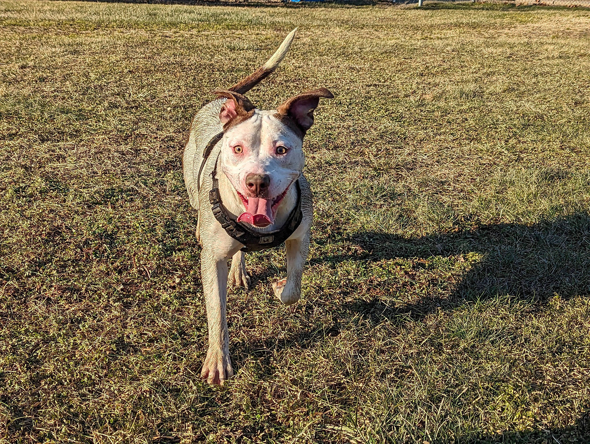 Ivory Marie joined the competition — help win amazing prizes! canidae, carnivore, collar, companion_dog, dog, dog_breed, dog_collar, dog_supply, field, grass, grassland, hunting_dog, landscape, leash, non_sporting_group, plant, shadow, soil, tail, working_dog