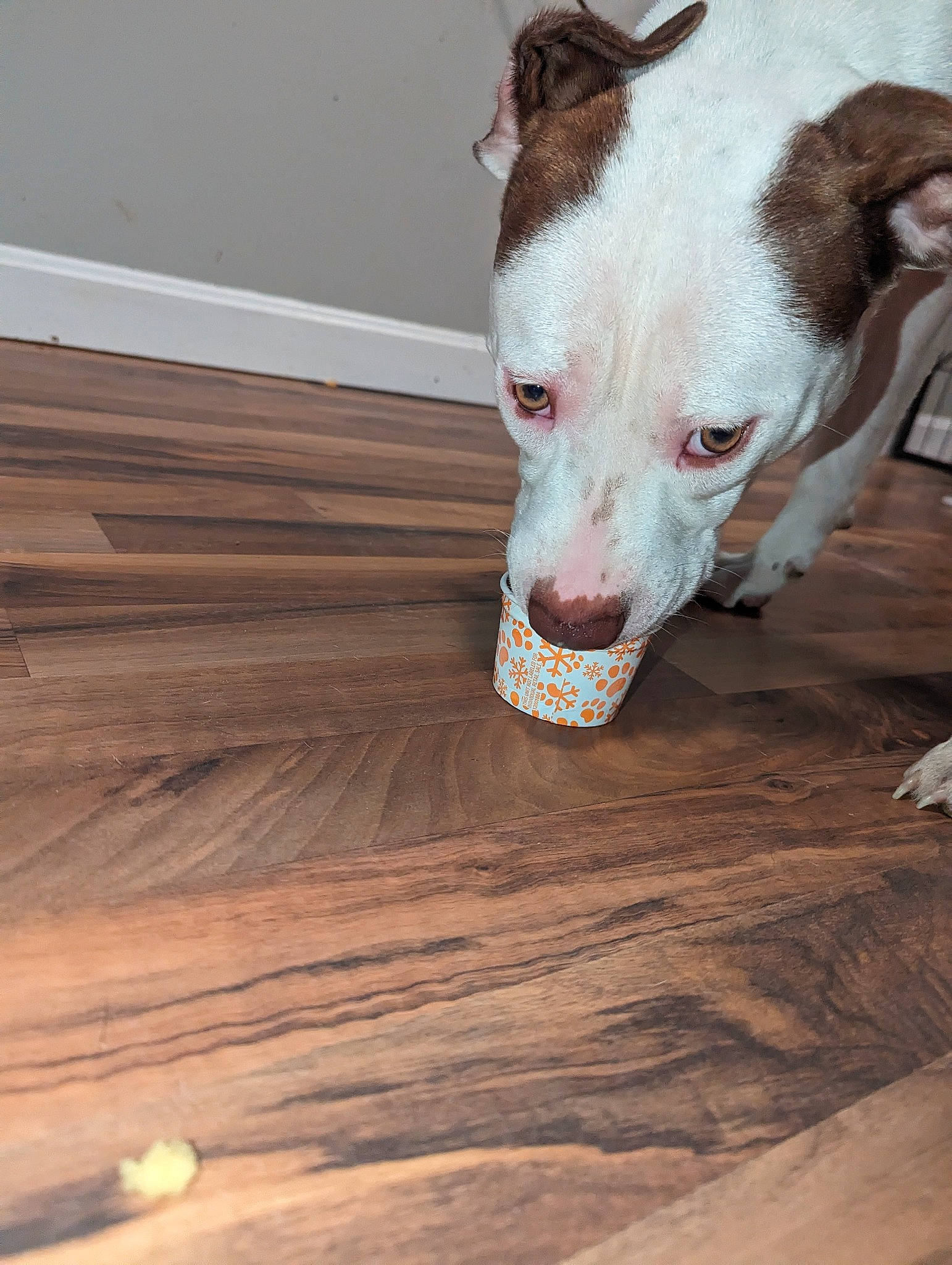 Ivory Marie is registered to the contest to win money with this photo: canidae, carnivore, companion_dog, dog, dog_breed, fawn, floor, flooring, hardwood, laminate_flooring, plank, snout, sporting_group, terrestrial_animal, varnish, whiskers, wood, wood_flooring, wood_stain, working_animal