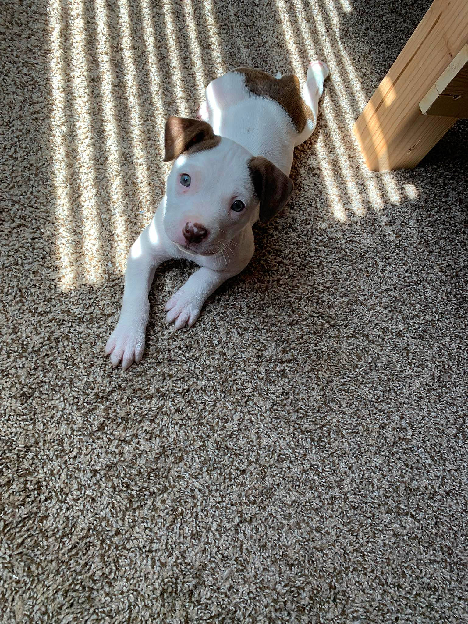 Ivory Marie is registered to the contest to win money with this photo: canidae, carnivore, companion_dog, dog, dog_breed, fawn, flooring, non_sporting_group, paw, road_surface, shadow, snout, sporting_group, tail, terrestrial_animal, terrier, toy_dog, whiskers, wood, working_animal