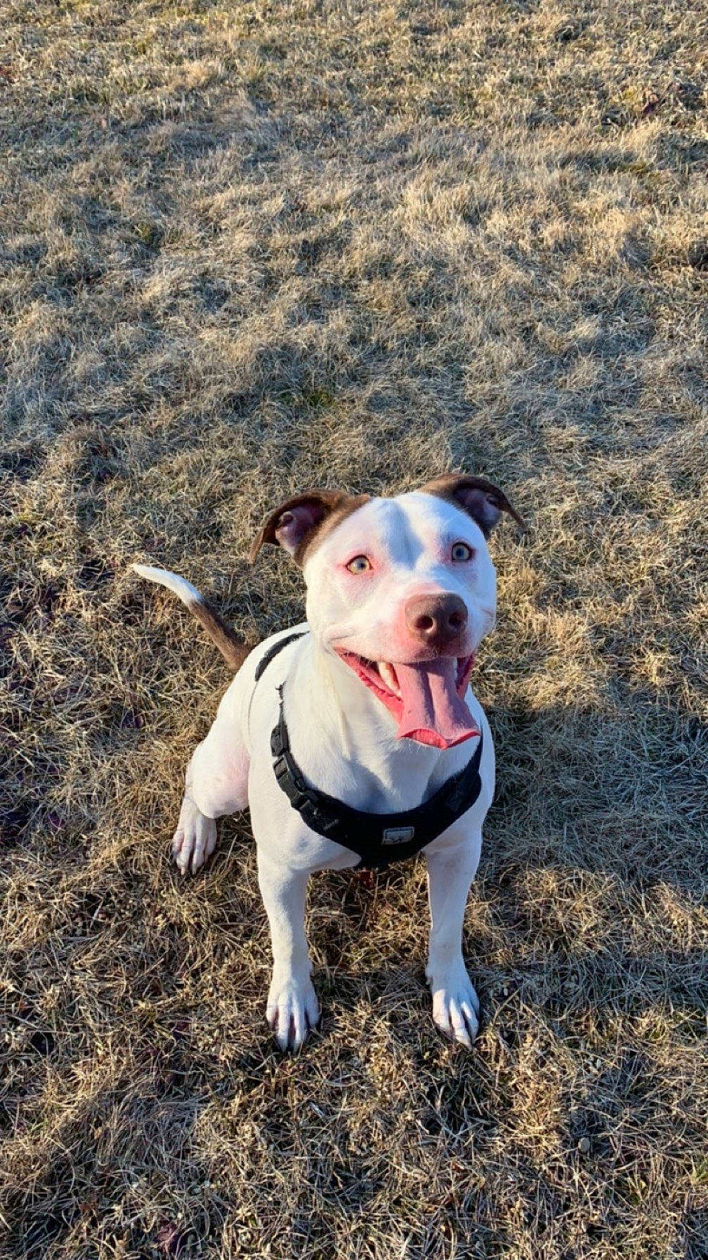 Ivory Marie joined the competition — help win amazing prizes! adventure, canidae, carnivore, collar, companion_dog, dog, dog_breed, dog_collar, dog_supply, fawn, grass, leash, mammal, pet_supply, plant, snout, sporting_group, tail, vertebrate, whiskers