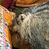 animal, blanket, blurred, cat, close_up, cozy, domestic, feline, fur, indoor, paw, pet, quilt, resting, sleeping, soft, striped, texture, warm, whisker