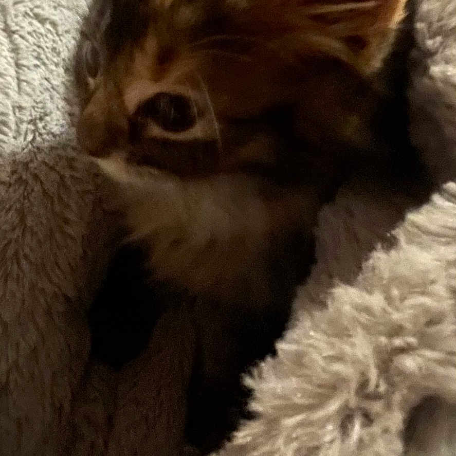 Ember