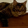 Ember is registered to the contest to win money with this photo: animal, blurred, brown, cat, closeup, domestic, ears, face, feline, fur, indoor, laying, mammal, pet, resting, stairs, striped, tabby, whiskers, wood