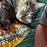 Ember is registered to the contest to win money with this photo: animal, bed, cat, closeup, cozy, cute, fabric, fur, indoor, nap, paw, pet, quilt, relaxed, resting, sleeping, soft, striped, tabby_cat, whiskers