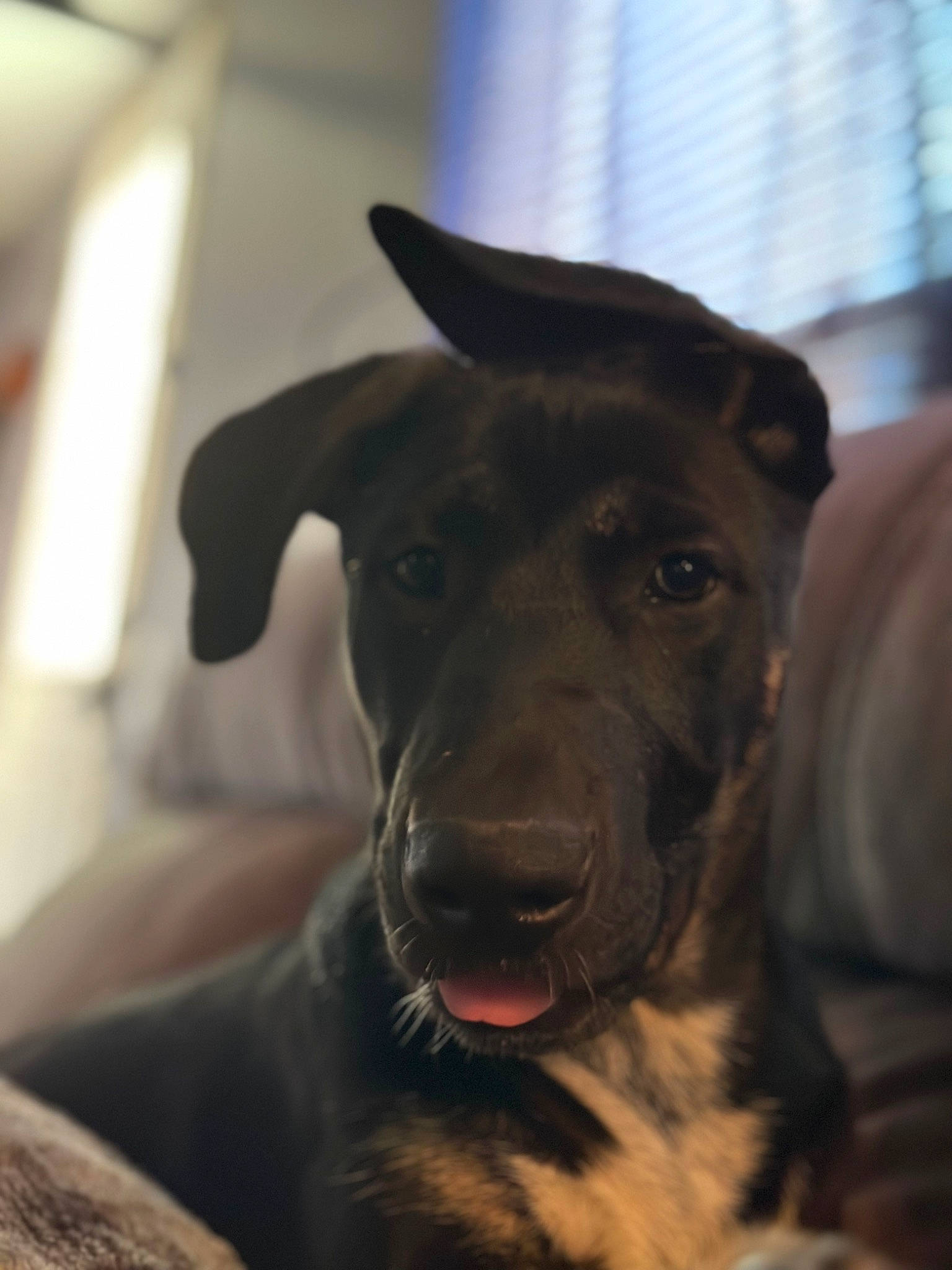 Dex is registered to the contest to win money with this photo: borador, canidae, carnivore, companion_dog, dog, dog_breed, dog_collar, ear, fang, fur, guard_dog, jaw, labrador_retriever, non_sporting_group, snout, sporting_group, whiskers, working_animal, working_dog