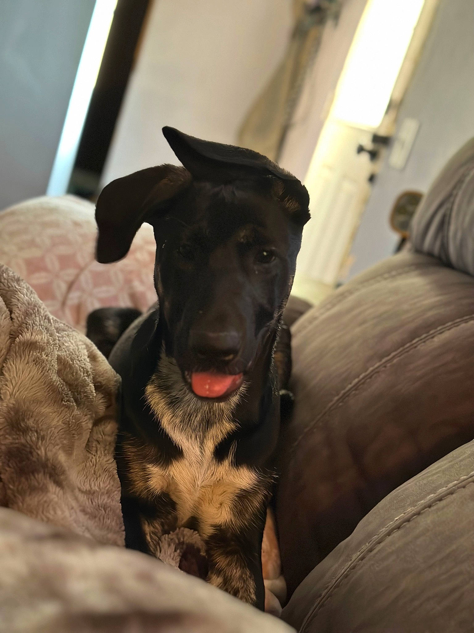 Dex is registered to the contest to win money with this photo: borador, canidae, carnivore, comfort, companion_dog, couch, dog, dog_breed, dog_supply, fawn, fur, guard_dog, linens, non_sporting_group, sighthound, snout, sporting_group, toy_dog, whiskers, working_animal