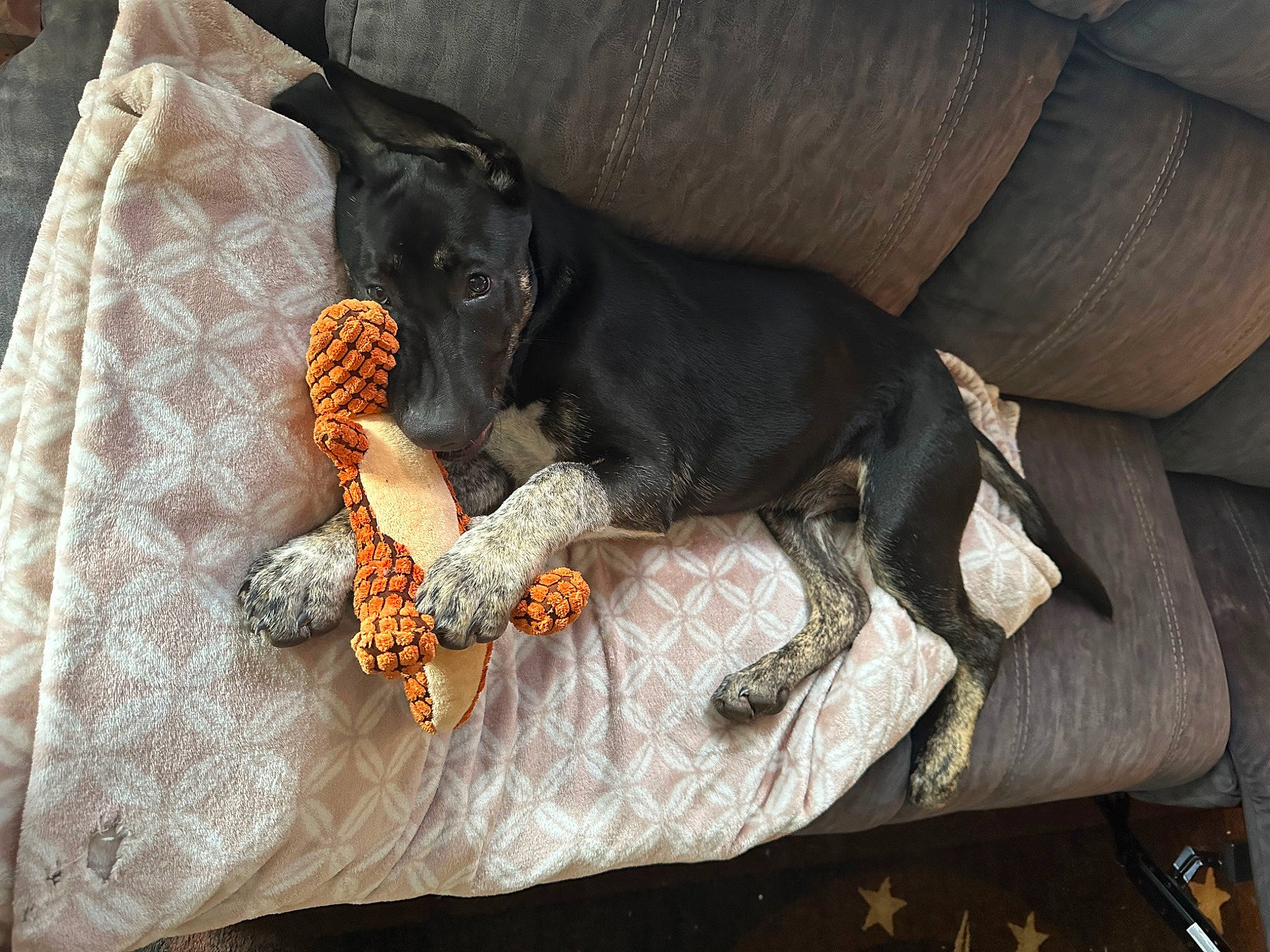 Dex is registered to the contest to win money with this photo: canidae, carnivore, claw, comfort, companion_dog, couch, dog, dog_breed, dog_supply, fawn, grey, guard_dog, linens, pattern, paw, pinscher, sporting_group, tail, toy_dog, working_animal