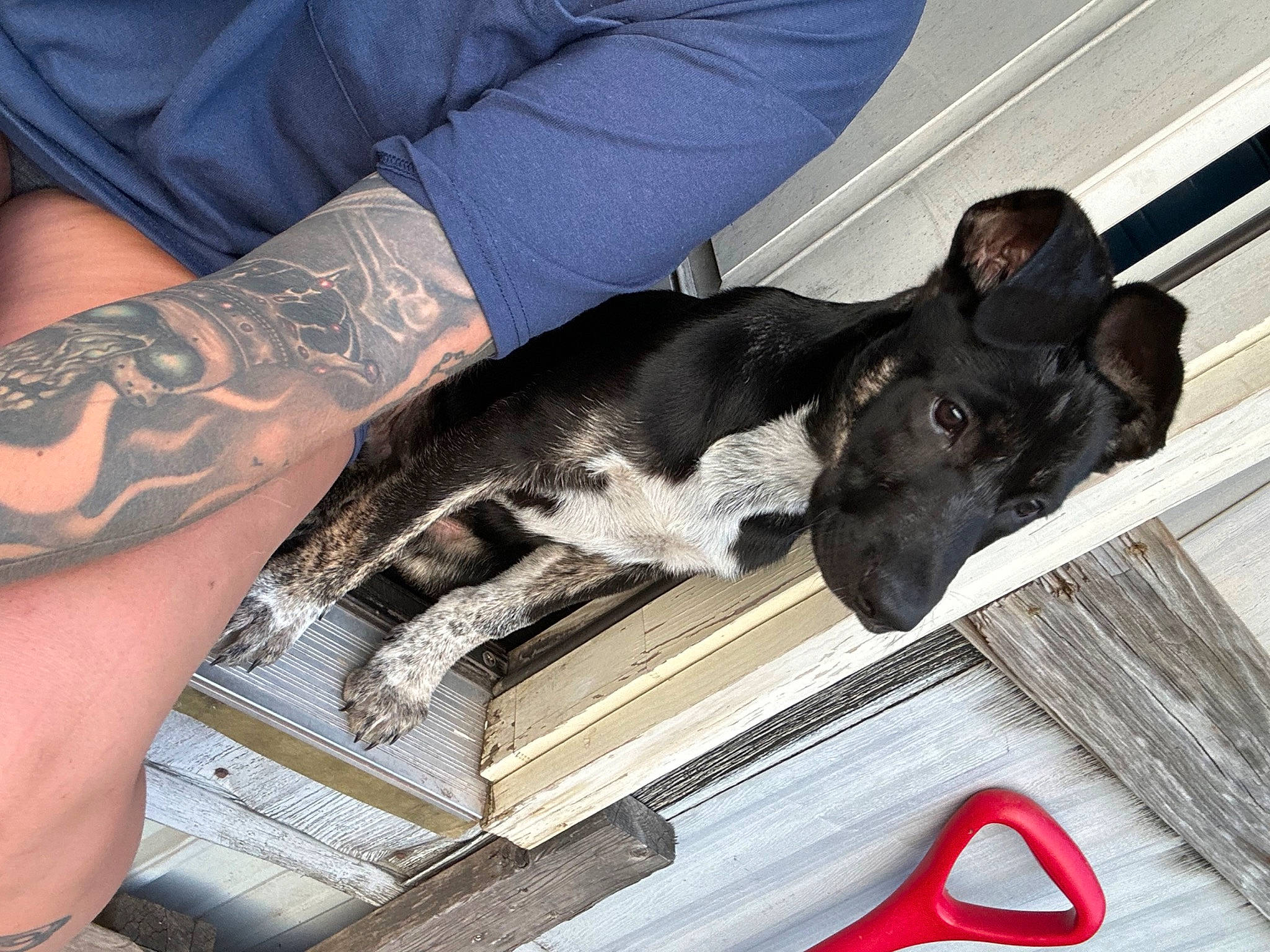 Dex is registered to the contest to win money with this photo: carmine, carnivore, collar, companion_dog, dog, dog_breed, dog_collar, elbow, fawn, grey, guard_dog, human_leg, paw, sleeve, tail, tattoo, temporary_tattoo, thigh, working_animal, wrist