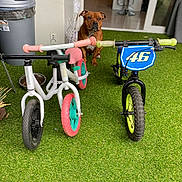 Sally participe au concours pour gagner de l'argent avec cette photo : animal, bicycle, canine, clothing, dog, e_scooter, footwear, grass, hound, lawn, machine, outdoors, pet, plant, puppy, shoe, spoke, transportation, tricycle, vehicle