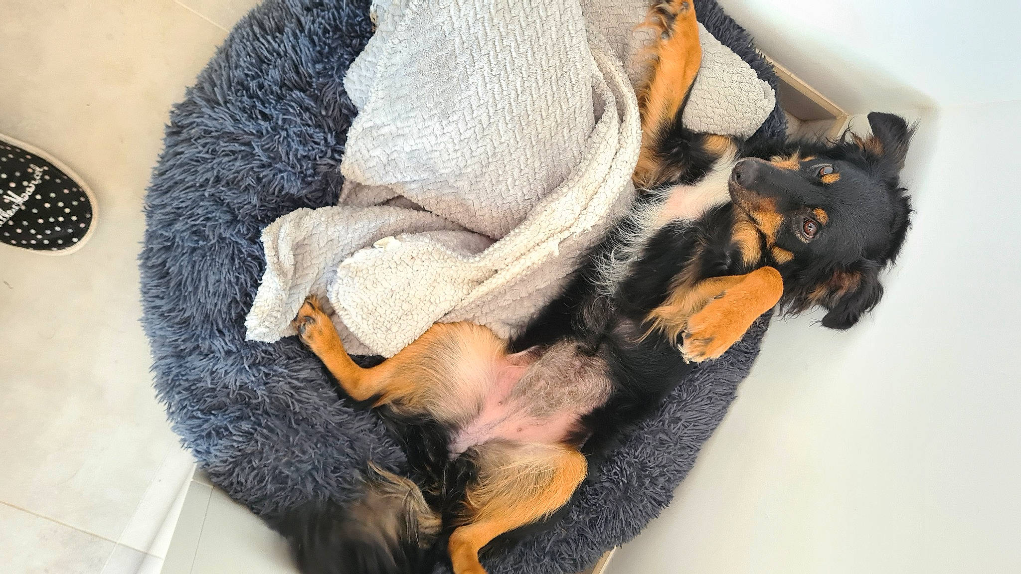 Ruby participe au concours pour gagner de l'argent avec cette photo : carnivore, claw, comfort, companion_dog, dog, dog_bed, dog_breed, dog_supply, fawn, felidae, fur, grey, natural_material, paw, small_to_medium_sized_cats, snout, sporting_group, tail, toy_dog, whiskers