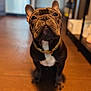 dog, french_bulldog, pet, indoor, floor, collar, brown, white_chest, closeup, portrait, canine, animal, domestic, sitting, ears, looking_up, gold_chain, focused, cute, companion