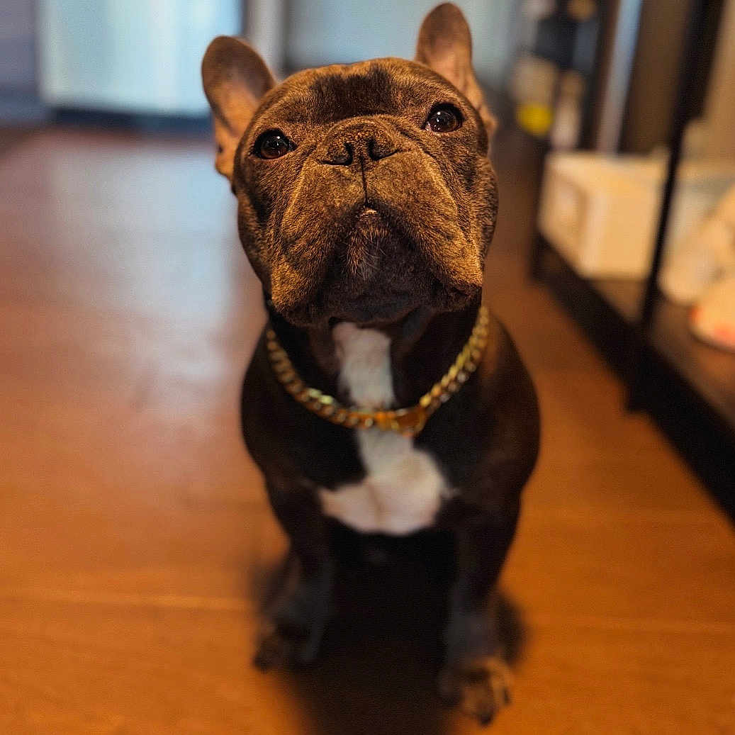 Yoda Blue joined the competition — help win amazing prizes! dog, french_bulldog, pet, indoor, floor, collar, brown, white_chest, closeup, portrait, canine, animal, domestic, sitting, ears, looking_up, gold_chain, focused, cute, companion