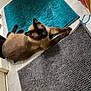 cat, siamese_cat, pet, indoor, teal_rug, gray_mat, tile_floor, lying_down, relaxed, fur, whiskers, ears, doorway, cable, power_plug, cardboard_box, wooden_chair, home, cozy, shadow