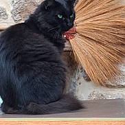 Una participe au concours pour gagner de l'argent avec cette photo : black_cat, cat, feline, green_eyes, fluffy, sitting, wooden_surface, stone_wall, decorative_broom, indoor, pet, animal, fur, whiskers, ears, tail, close_up, domestic_cat, resting, cute