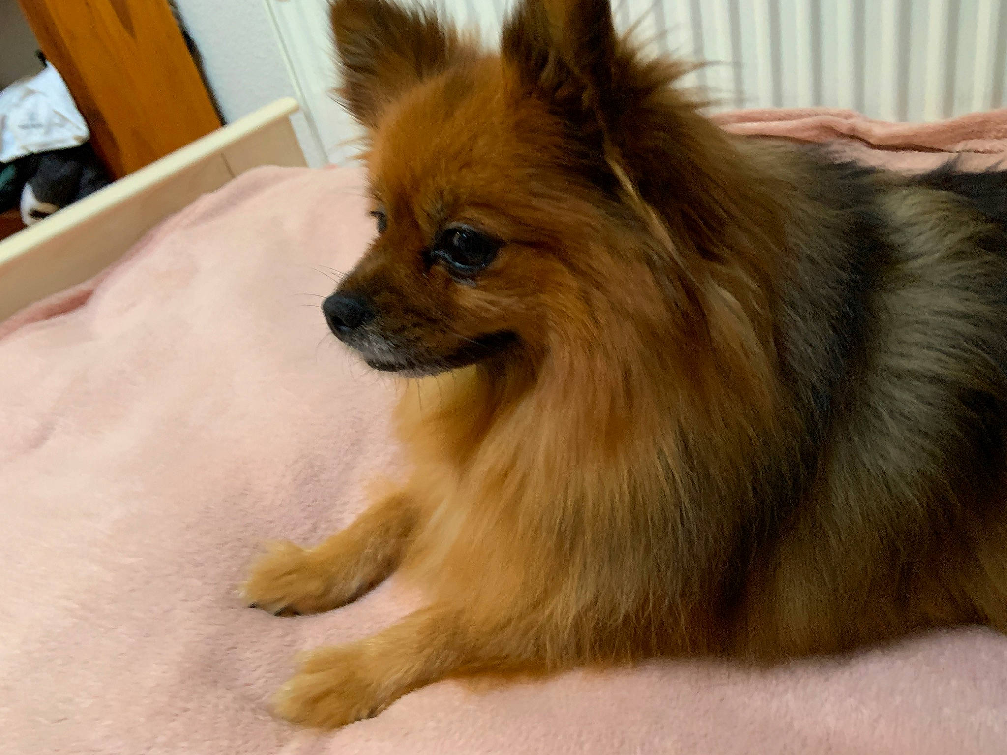 Yoshi a rejoint le concours — aidez-le/la à gagner de superbes lots ! canidae, carnivore, companion_dog, dog, dog_breed, dog_supply, fawn, fur, german_spitz, german_spitz_klein, german_spitz_mittel, liver, snout, spitz, sporting_group, terrestrial_animal, toy_dog, volpino_italiano, whiskers, working_animal