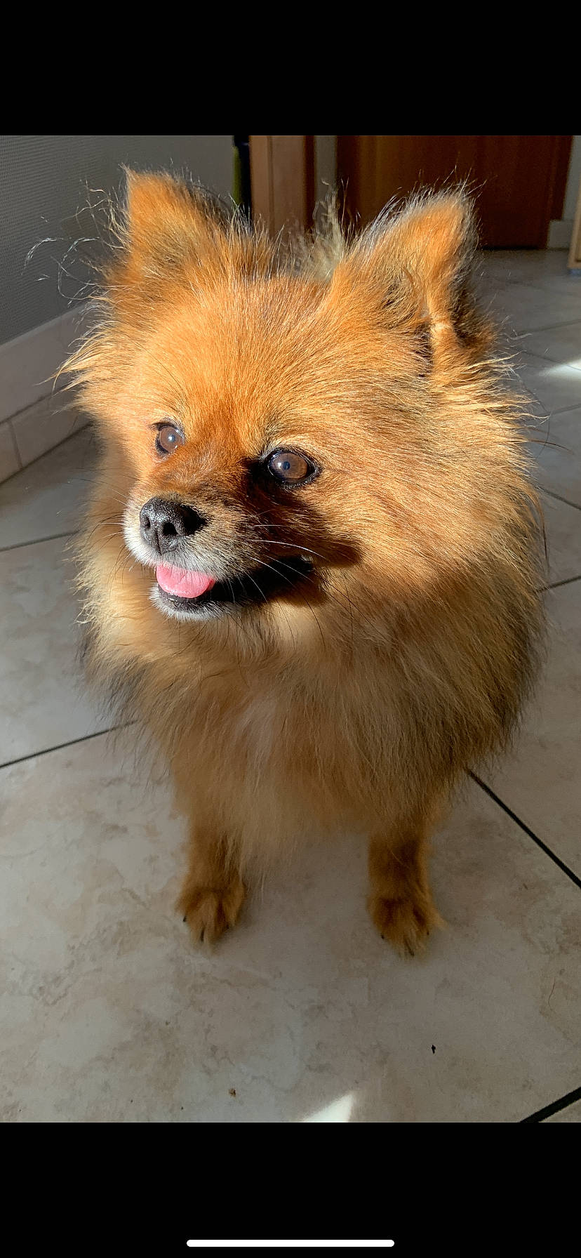 Yoshi participe au concours pour gagner de l'argent avec cette photo : ancient_dog_breeds, canidae, carnivore, companion_dog, corgi_chihuahua, dog, dog_breed, fawn, flooring, fur, german_spitz, non_sporting_group, road_surface, snout, spitz, terrestrial_animal, toy_dog, whiskers, working_animal