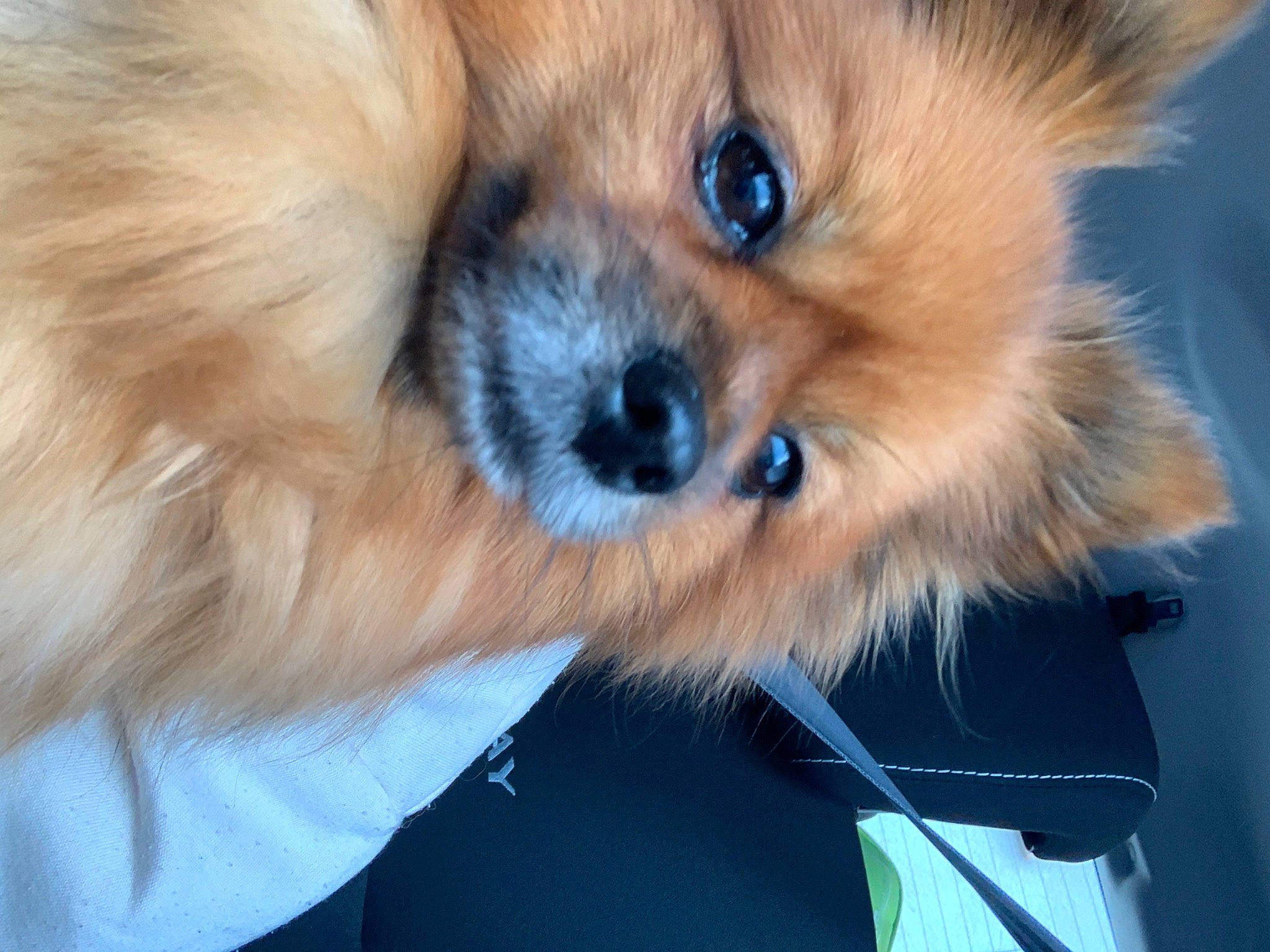 Yoshi a rejoint le concours — aidez-le/la à gagner de superbes lots ! canidae, carnivore, companion_dog, dog, dog_breed, dog_supply, ear, electric_blue, eye, fawn, fur, liver, pomeranian, snout, spitz, sporting_group, terrestrial_animal, toy_dog, whiskers, working_animal