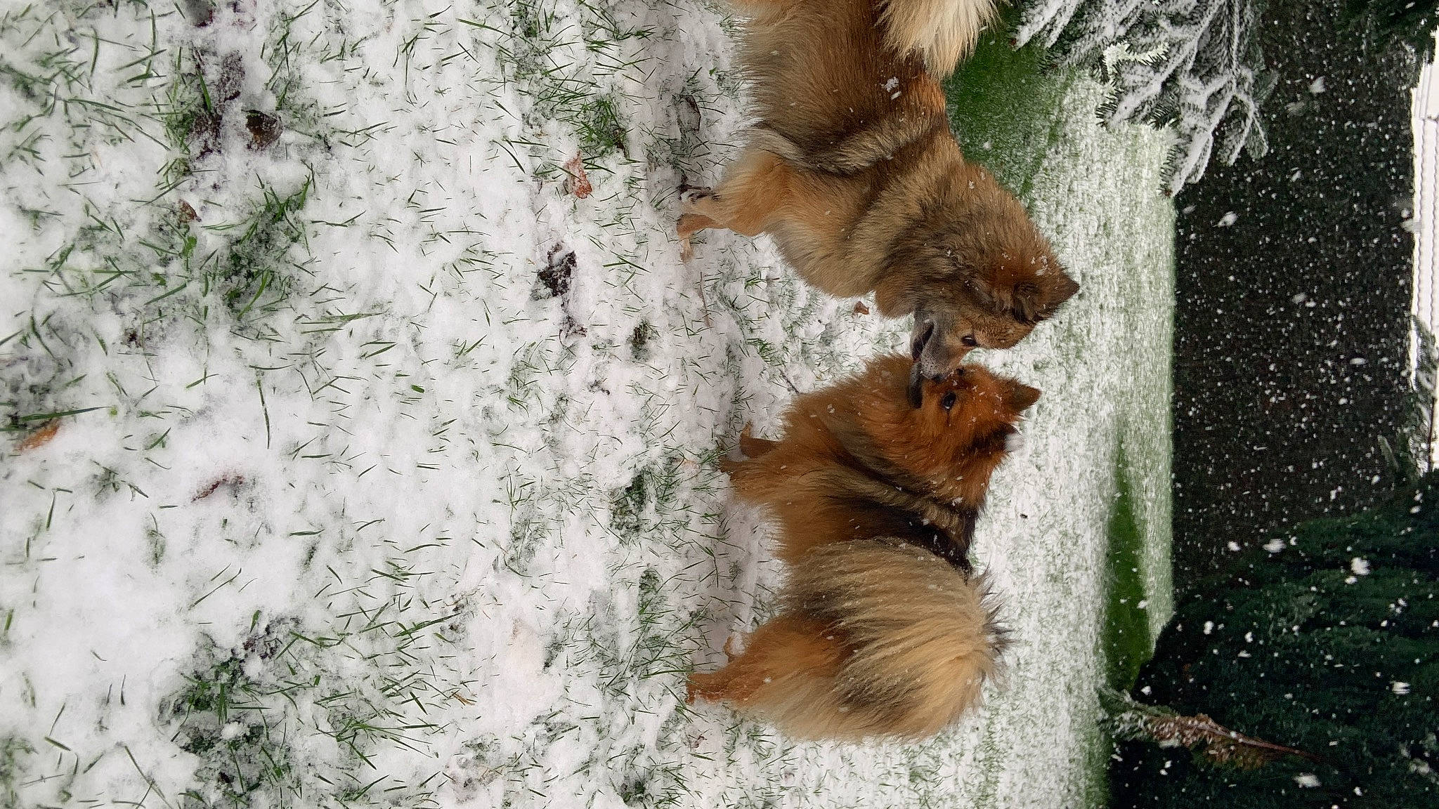 Yoshi participe au concours pour gagner de l'argent avec cette photo : canidae, carnivore, companion_dog, dog, dog_breed, fawn, felidae, freezing, fur, grass, rodent, snout, sporting_group, squirrel, tail, terrestrial_animal, whiskers, wildlife, window, wood