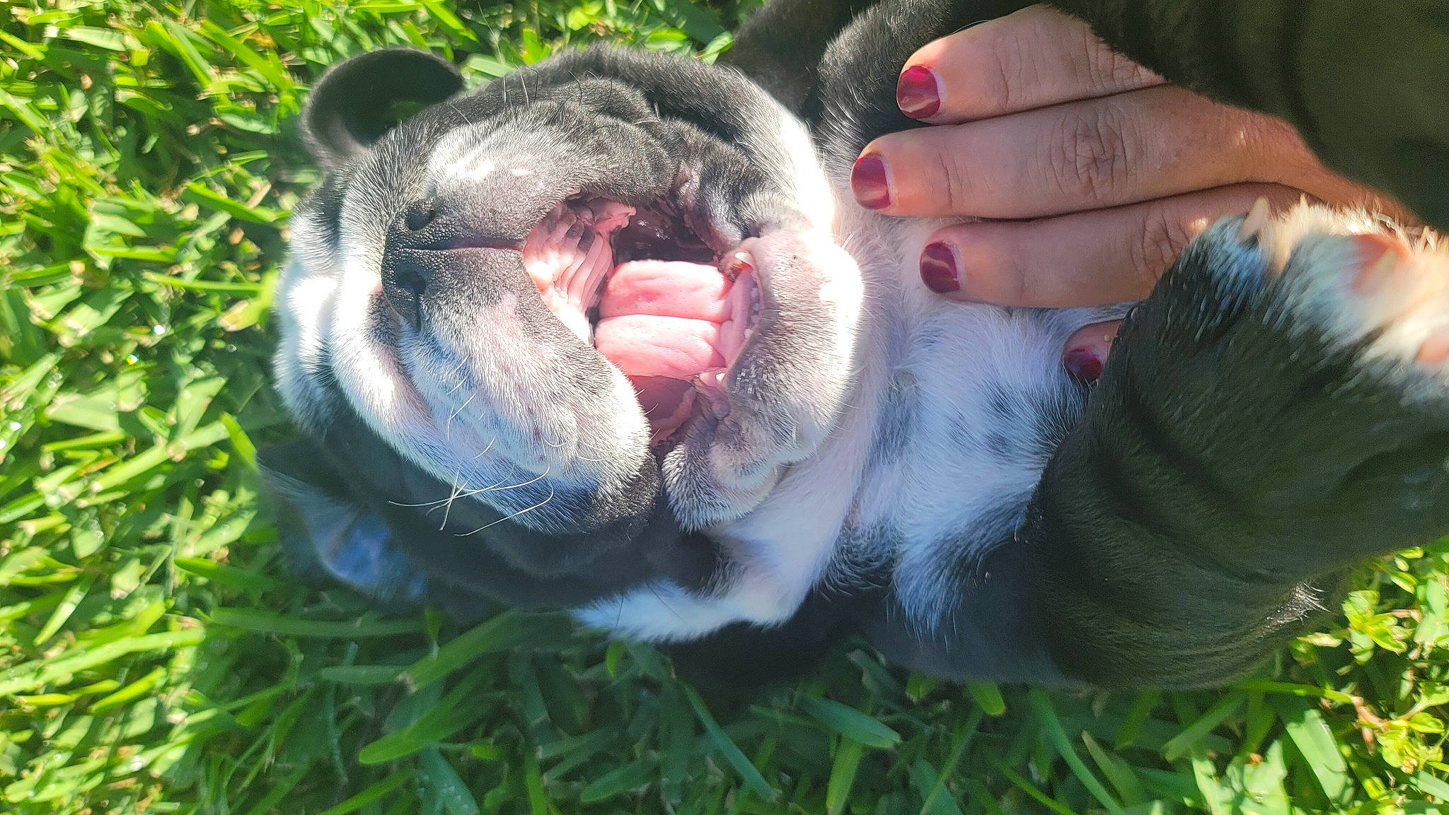 Steele is registered to the contest to win money with this photo: canidae, carnivore, common_chimpanzee, companion_dog, dog_breed, fur, gesture, grass, nail, paw, plant, pointing_breed, primate, snout, sporting_group, tail, terrestrial_animal, whiskers, wildlife, working_animal