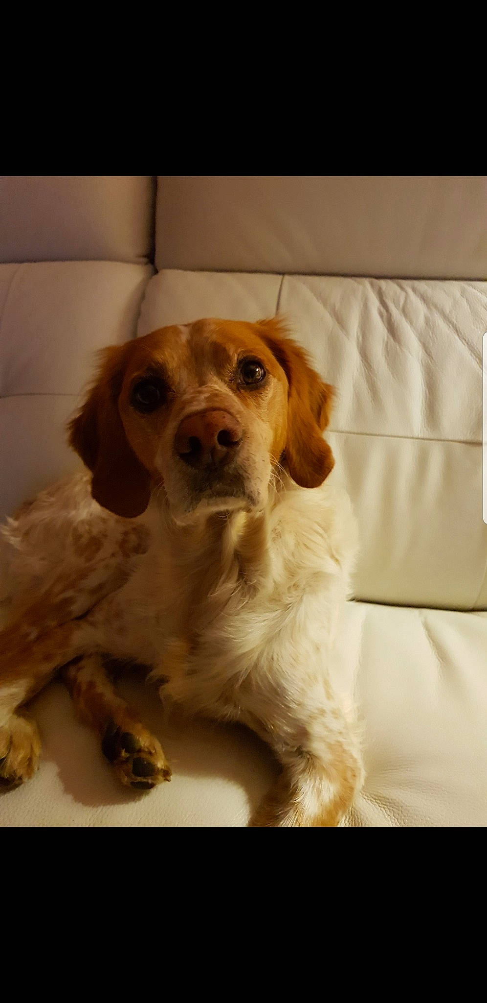 Djoé participe au concours pour gagner de l'argent avec cette photo : brittany, canidae, carnivore, companion_dog, dog, dog_breed, mammal, puppy, rare_breed_dog, snout, spaniel, sporting_group, vertebrate, welsh_springer_spaniel