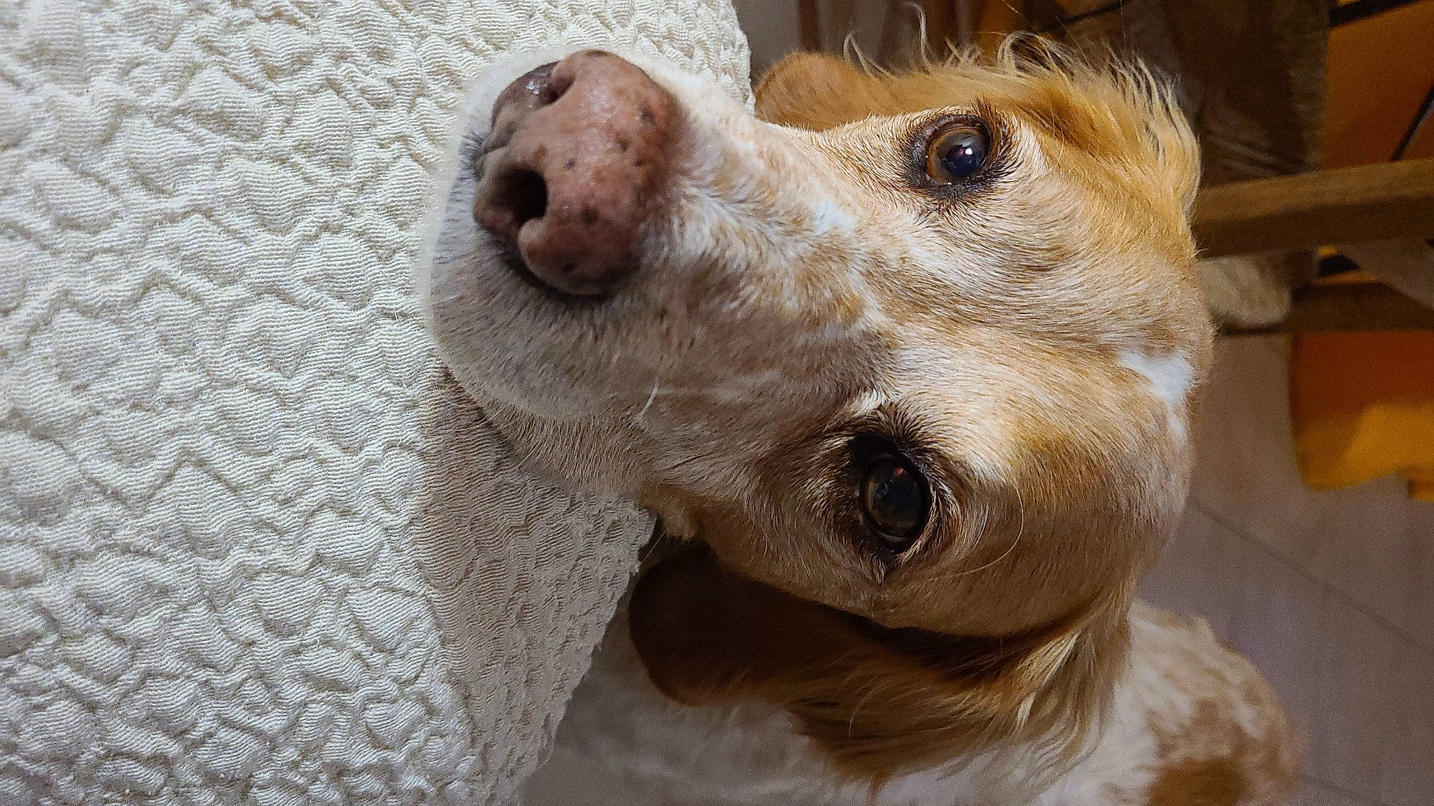 Djoé a rejoint le concours — aidez-le/la à gagner de superbes lots ! canidae, carnivore, companion_dog, dog, dog_breed, ear, fawn, fur, paw, pet_supply, puppy, puppy_love, snout, sporting_group, terrestrial_animal, whiskers, wood, working_animal