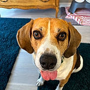 Maddox joined the competition — help win amazing prizes! animal_portrait, beagle, brown_and_white, carpet, close_up, companion, cute, dog, domestic_animal, ears, eyes, floor, happy, indoor, looking_up, nose, pet, pet_bowls, tongue_out, wooden_furniture