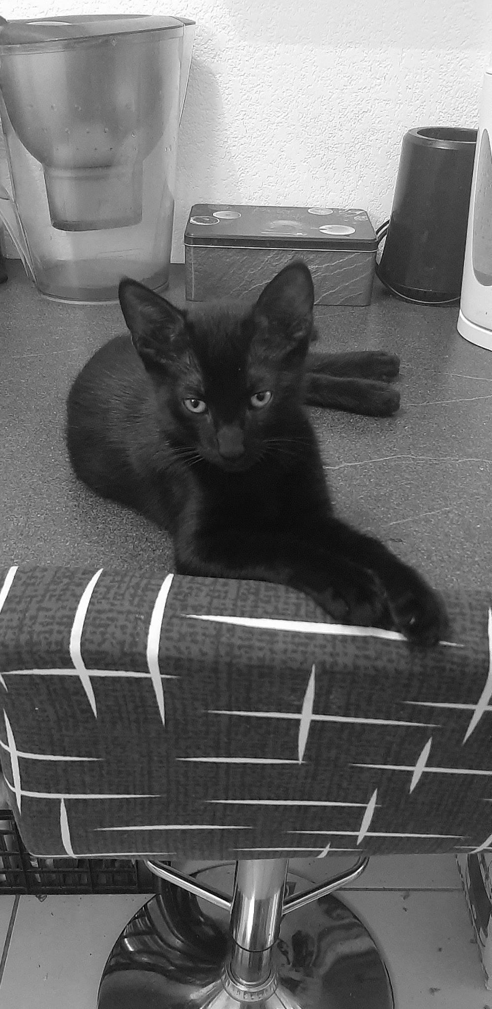 Zac participe au concours pour gagner de l'argent avec cette photo : black, black_cat, bombay, carnivore, cat, cat_supply, comfort, domestic_short_haired_cat, felidae, flooring, fur, grey, light, pet_supply, room, small_to_medium_sized_cats, snout, tail, whiskers, white