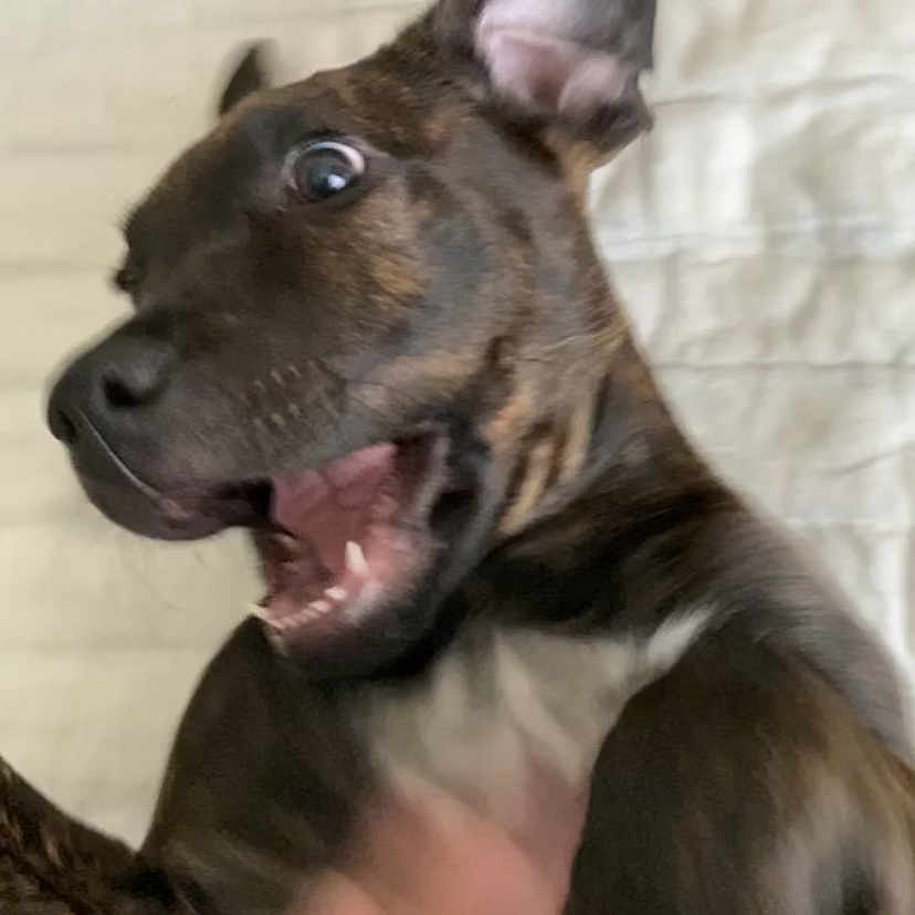 Coco joined the competition — help win amazing prizes! american_hairless_terrier, american_pit_bull_terrier, american_staffordshire_terrier, bull_terrier, canidae, carnivore, dog, dog_breed, ear, fawn, french_bulldog, mammal, mexican_hairless_dog, non_sporting_group, rare_breed_dog, snout, vertebrate