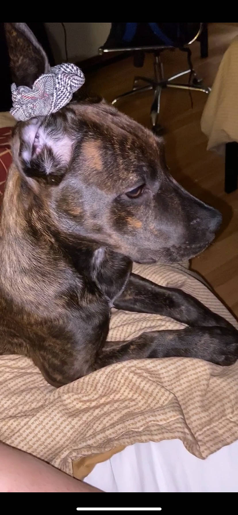 Coco is registered to the contest to win money with this photo: alaunt, american_pit_bull_terrier, american_staffordshire_terrier, bandog, cane_corso, canidae, carnivore, cimarron_uruguayo, dog, dog_breed, fawn, great_dane, mammal, molosser, mountain_cur, non_sporting_group, perro_de_presa_canario, pit_bull, treeing_tennessee_brindle, vertebrate