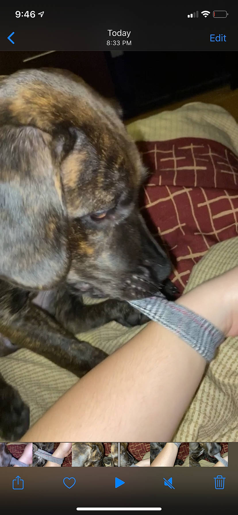 Coco is registered to the contest to win money with this photo: canidae, carnivore, dog, dog_breed, fawn, fila_brasileiro, mammal, mountain_cur, plott_hound, snout, sporting_group