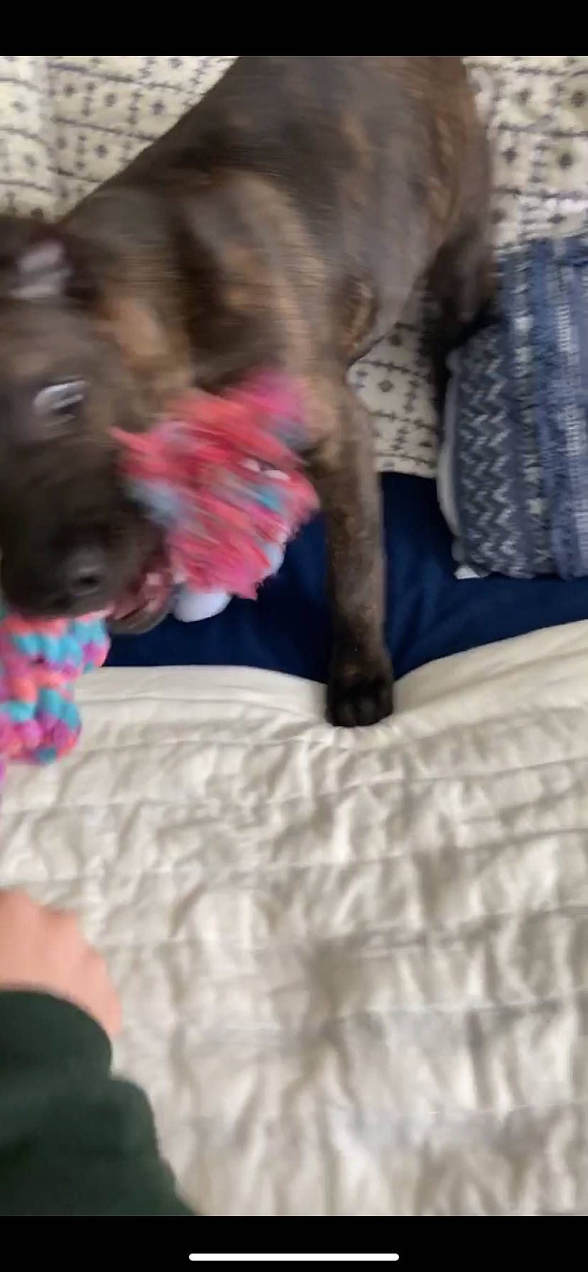 Coco is registered to the contest to win money with this photo: american_pit_bull_terrier, boxer, bullmastiff, cane_corso, canidae, carnivore, dog, dog_breed, fawn, french_bulldog, guard_dog, mammal, non_sporting_group, puppy, shar_pei, sporting_group, vertebrate