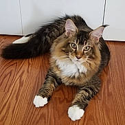 Nova is registered to the contest to win money with this photo: animal, cat, close_up, curious, cute, domestic_cat, ears, feline, fluffy, indoor, long_fur, lying_down, mammal, pet, relaxed, tabby, tail, whiskers, white_paws, wooden_floor