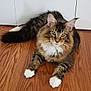 animal, cat, close_up, curious, cute, domestic_cat, ears, feline, fluffy, indoor, long_fur, lying_down, mammal, pet, relaxed, tabby, tail, whiskers, white_paws, wooden_floor