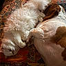 animal, bed, blanket, brown_and_white_dog, cat, companion, cozy, cute, dog, fluffy, friendship, furry, indoors, nap, patterned_blanket, pet, relaxing, resting, sleeping, white_cat