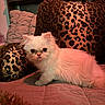 animal, cat, cozy, curious, cute, domestic_animal, fur, furniture, home, indoor, kitten, leopard_print, mammal, pet, pillow, portrait, quilt, resting, small, white_cat
