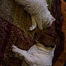 animal, blanket, brown_dog, cat, closeup, companion, cozy, dog, domestic_animal, fluffy, friendship, fur, indoor, napping, patterned_blanket, pet, relaxation, resting, sleeping, white_cat