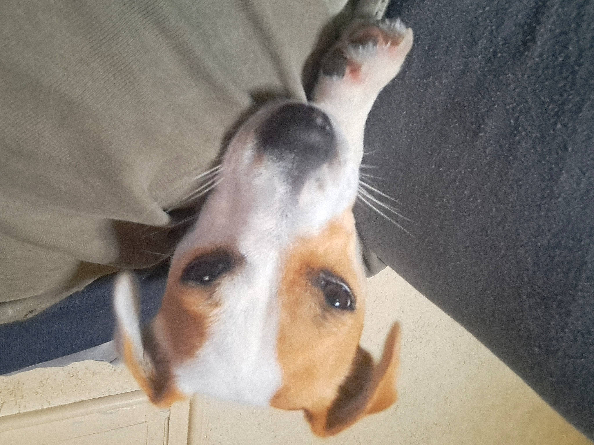 Uma a rejoint le concours — aidez-le/la à gagner de superbes lots ! canidae, carnivore, chilean_fox_terrier, collar, comfort, companion_dog, dog, dog_breed, ear, fawn, fur, non_sporting_group, paw, sporting_group, terrestrial_animal, whiskers, wood, working_animal