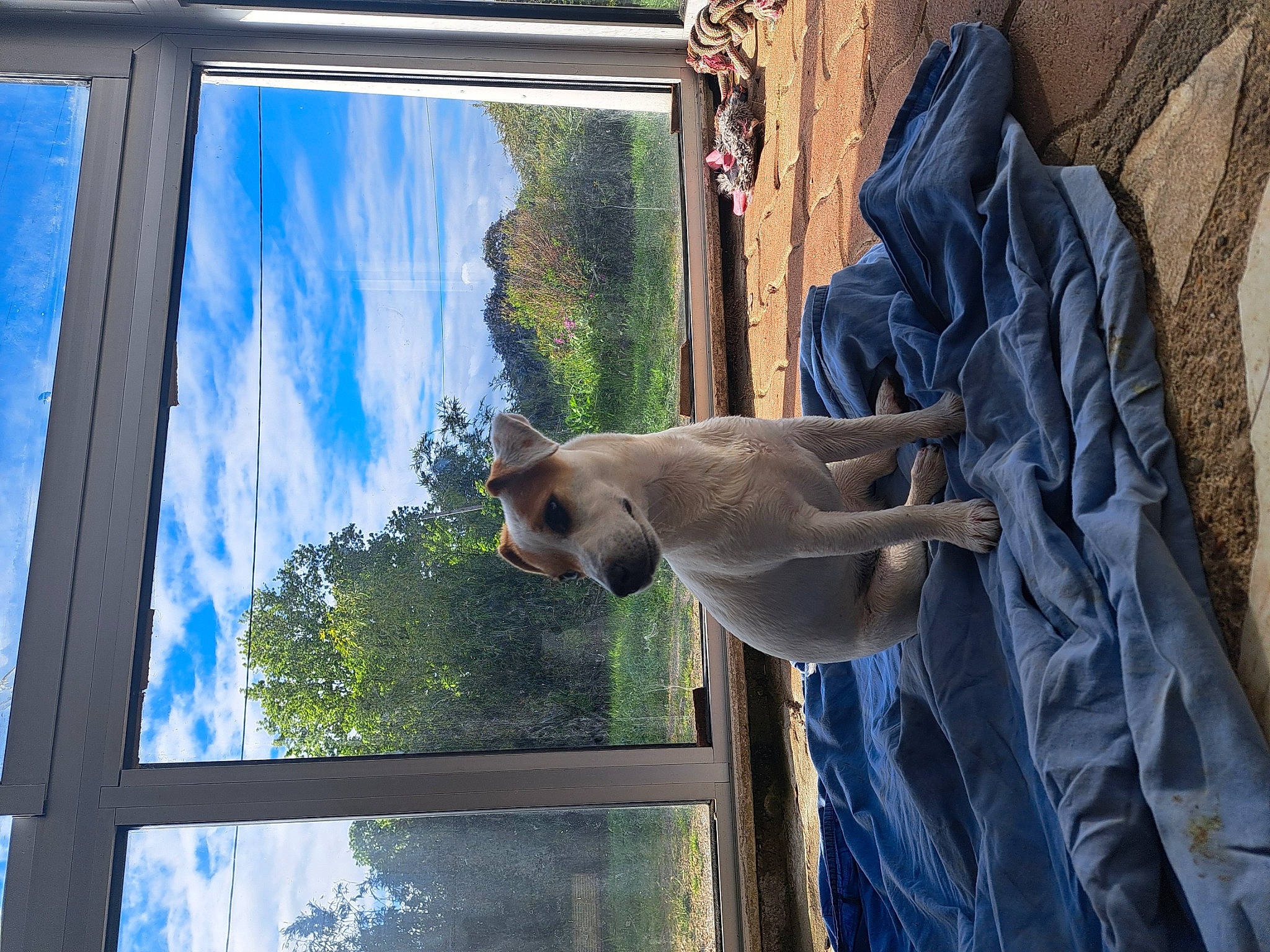 Uma a rejoint le concours — aidez-le/la à gagner de superbes lots ! art, blue, building, cloud, facade, fawn, glass, plant, reflection, sash_window, sculpture, shade, sky, snout, tints_and_shades, tree, wildlife, window, wood, working_animal