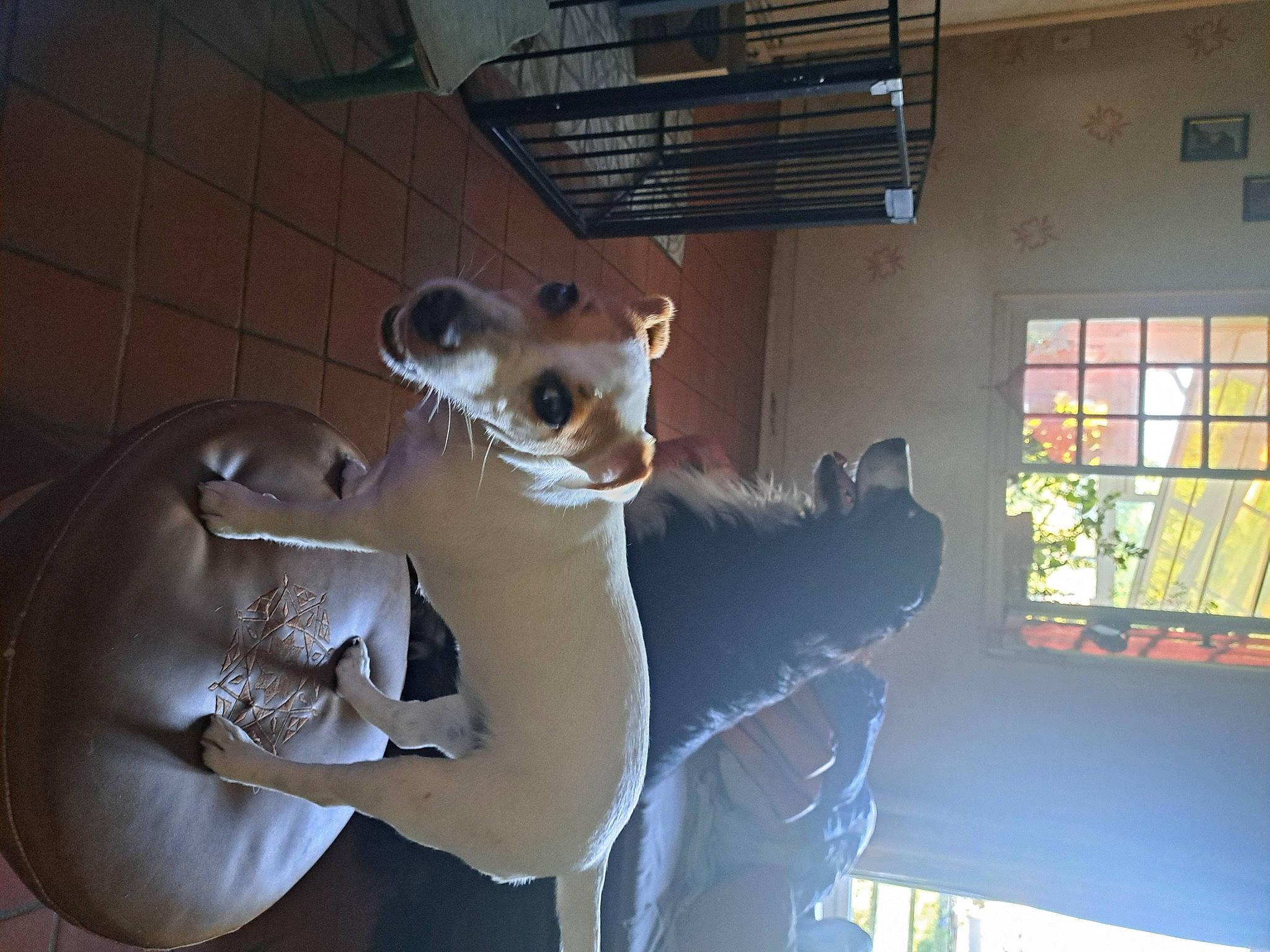 Uma participe au concours pour gagner de l'argent avec cette photo : animation, art, building, ceiling, companion_dog, dog_breed, fawn, felidae, flooring, fur, interior_design, room, sculpture, stuffed_toy, toy, vertebrate, visual_arts, whiskers, window, wood