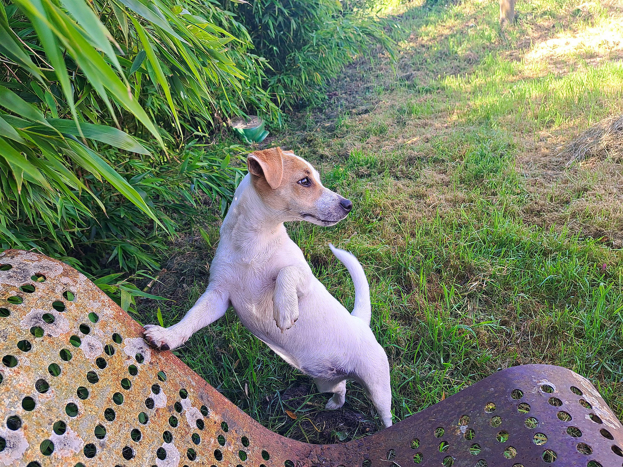 Uma participe au concours pour gagner de l'argent avec cette photo : canidae, carnivore, companion_dog, dog, dog_breed, fawn, grass, grass_family, groundcover, non_sporting_group, pasture, plant, snout, sporting_group, tail, terrestrial_animal, terrier, wildlife, wood, working_animal