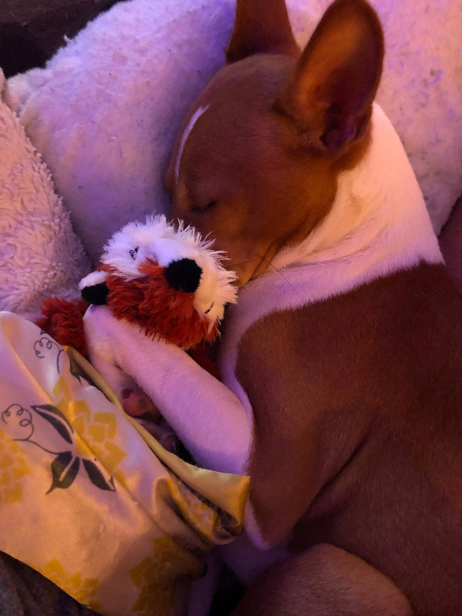 Rhett is registered to the contest to win money with this photo: canidae, carnivore, companion_dog, dog, dog_breed, ear, fawn, nap, puppy, puppy_love, snout, toy_dog, toy_fox_terrier