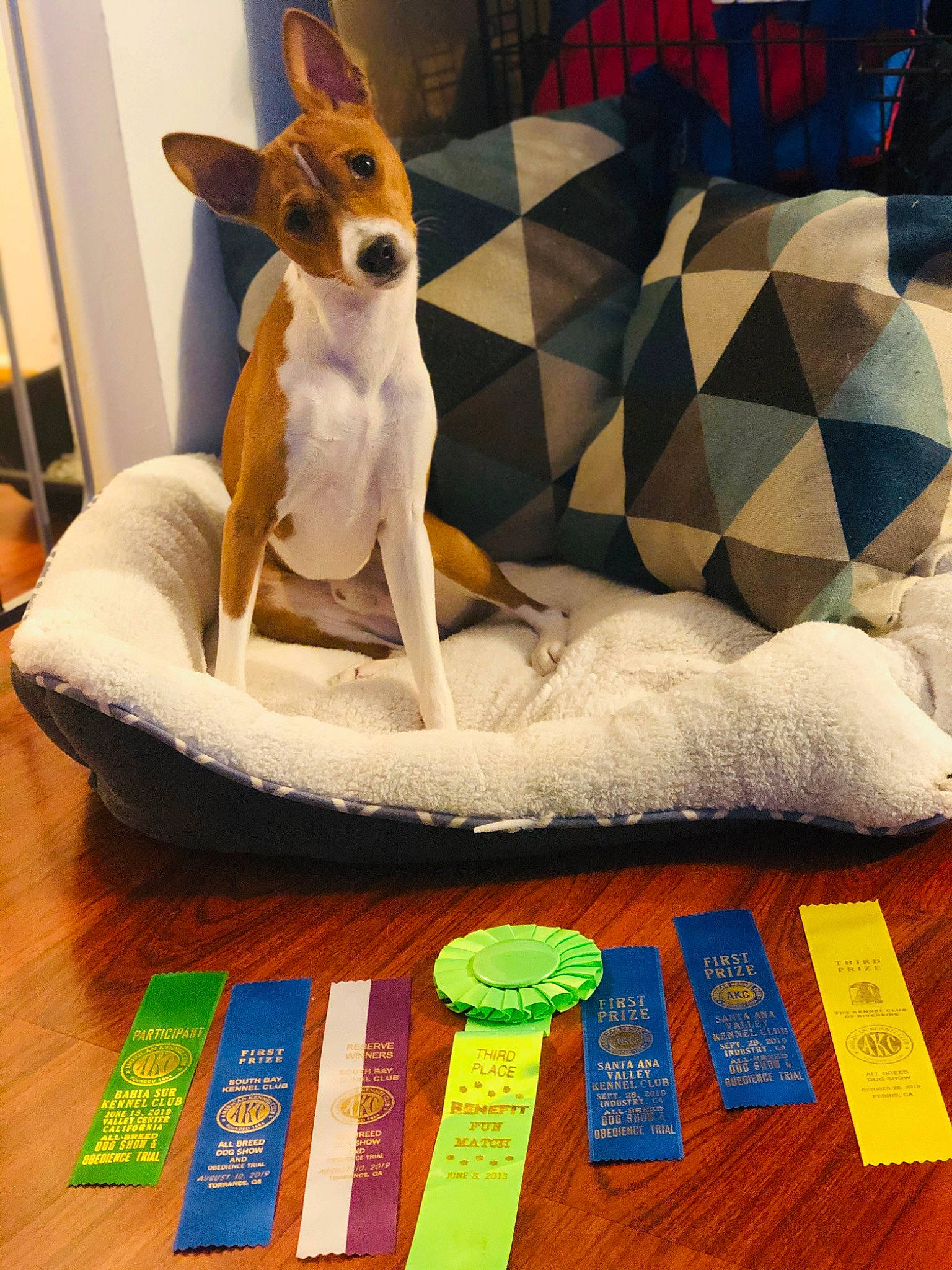 Rhett joined the competition — help win amazing prizes! canidae, carnivore, companion_dog, dog, dog_breed, fawn, floor, flooring, fox_terrier, furniture, ibizan_hound, rat_terrier, russell_terrier, table, toy_fox_terrier