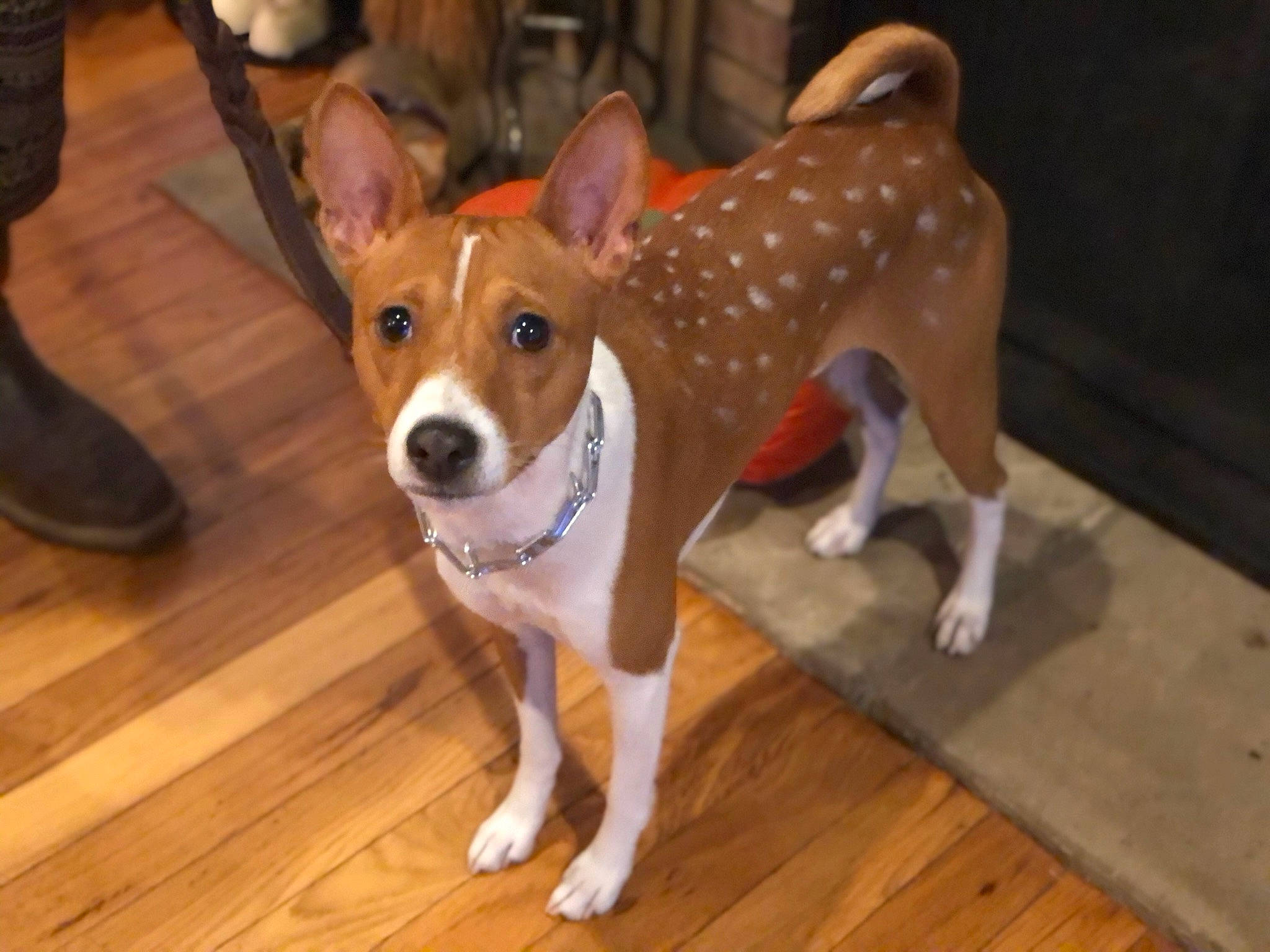 Rhett is registered to the contest to win money with this photo: basenji, canidae, carnivore, carolina_dog, companion_dog, dog, dog_breed, fawn, feist, hound, mammal, miniature_fox_terrier, plummer_terrier, rare_breed_dog, rat_terrier, snout, teddy_roosevelt_terrier, tenterfield_terrier, treeing_feist, vertebrate