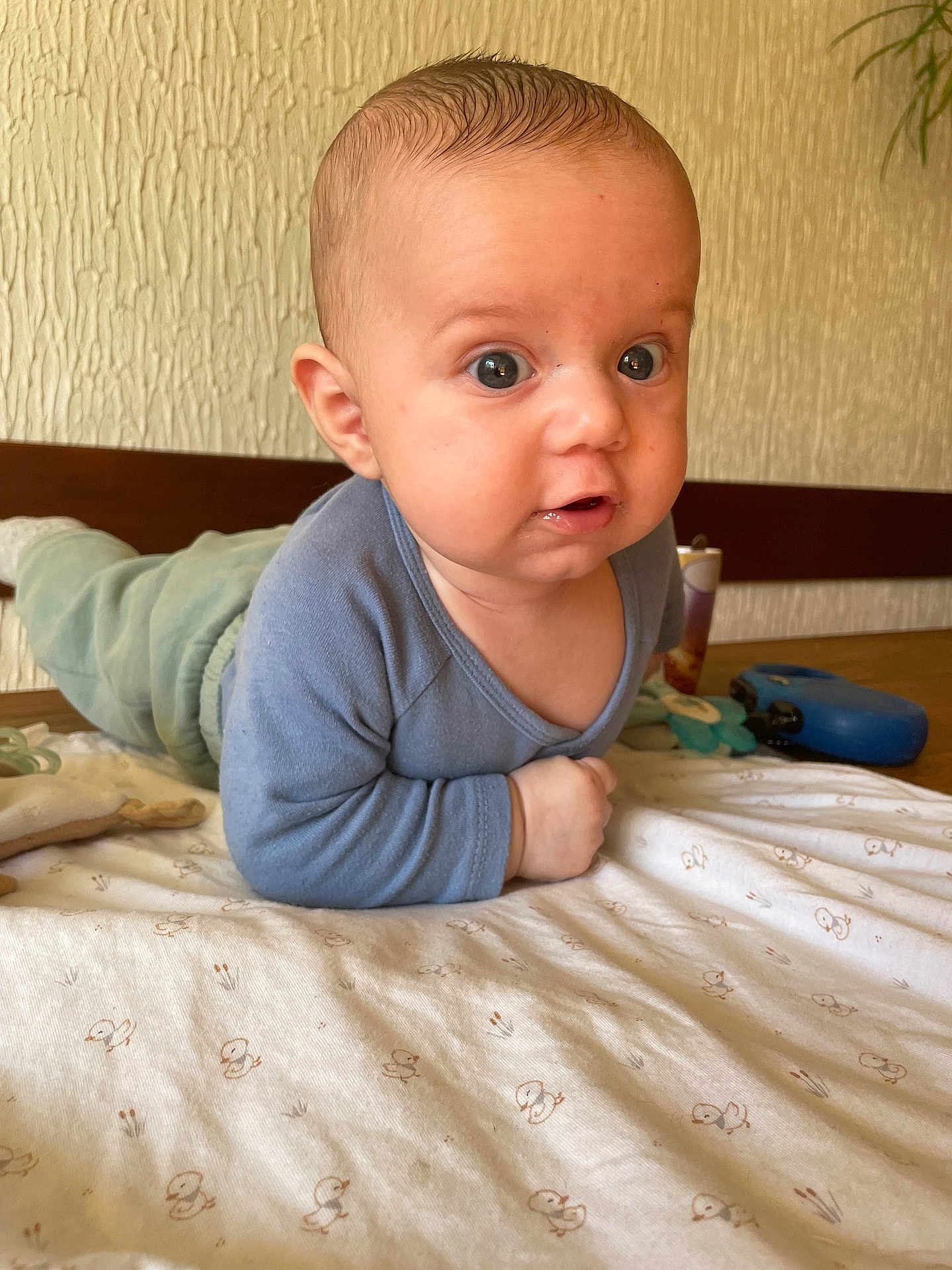 Téo a rejoint le concours — aidez-le/la à gagner de superbes lots ! baby, child, infant, blue_clothing, green_pants, blanket, patterned_blanket, lying_down, curious_expression, indoors, toys, wooden_surface, face, wide_eyes, propped_up, elbows, head, skin, person, young_child