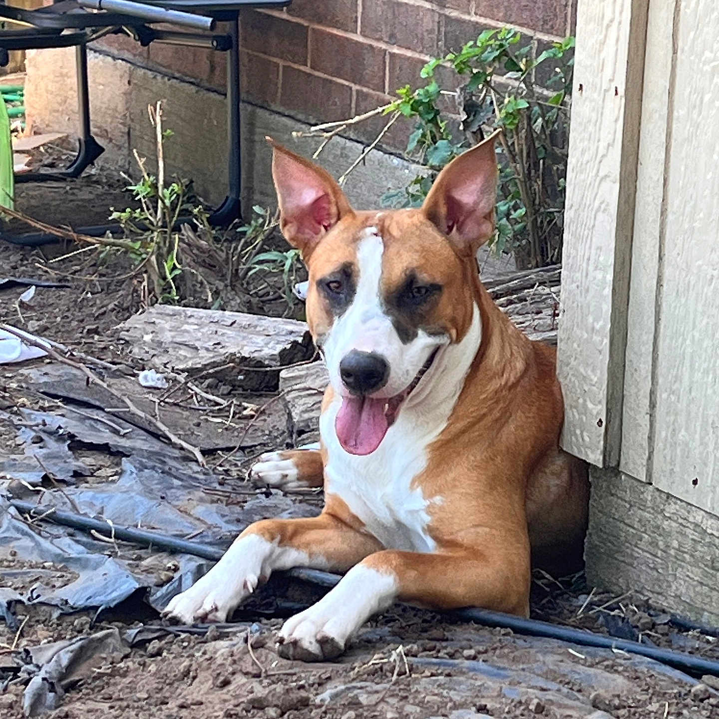 Piper joined the competition — help win amazing prizes! animal, architecture, backyard, building, canine, dog, indoors, interiordesign, jar, nature, outdoors, pet, plant, pottedplant, shelter, slate, soil, summer, wood, yard