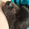 animal, bedroom, black_cat, blanket, casual_photo, cat, close_up, cozy, fluffy, furry, human, indoor, lying_down, pet, phone_screen, portrait, sleeping, teal_fabric, vertical_image, video_call